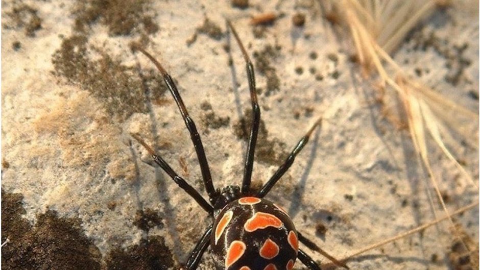 Паук каёмчатый охотник (Dolomedes fimbriatus)