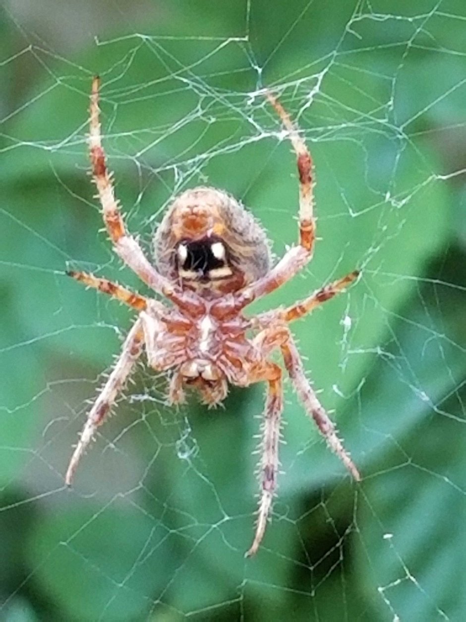 Araneus diadematus - крестовик