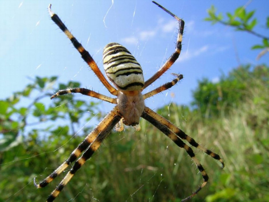 Araneus diadematus - крестовик