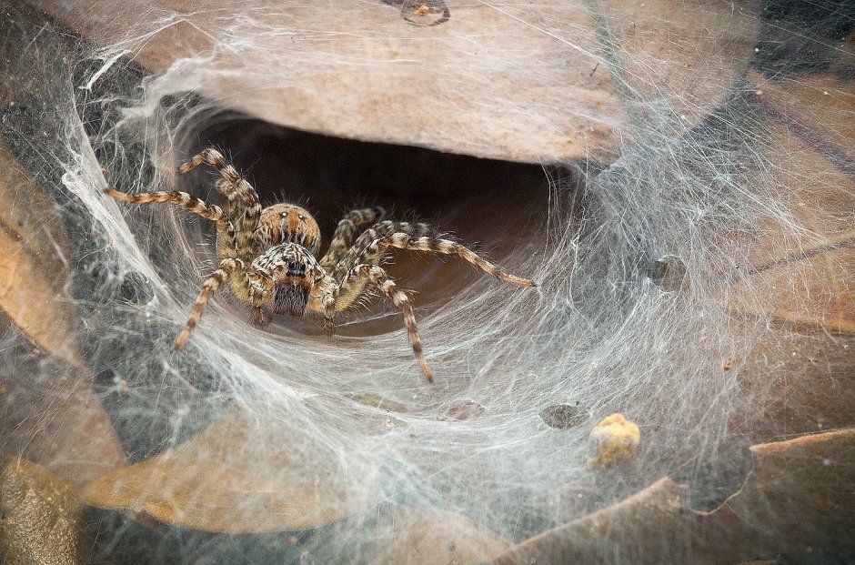 Паук Eusparassus walckenaerius