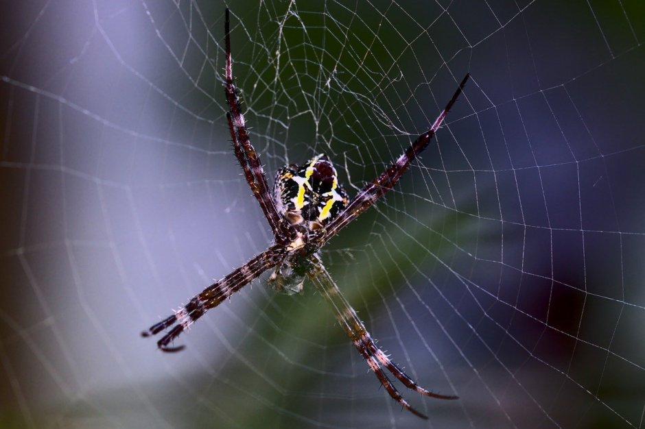 Паук-птицеед Chromatopelma cyaneopubescens