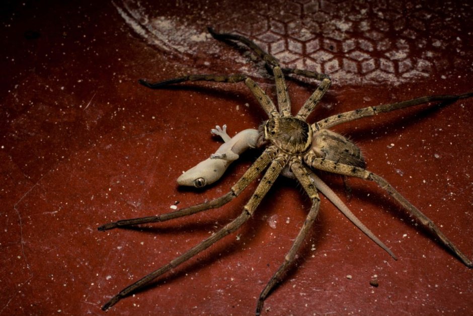 Паук Huntsman Spider
