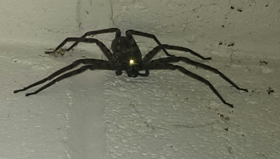 Heteropoda venatoria гетеропода венатория