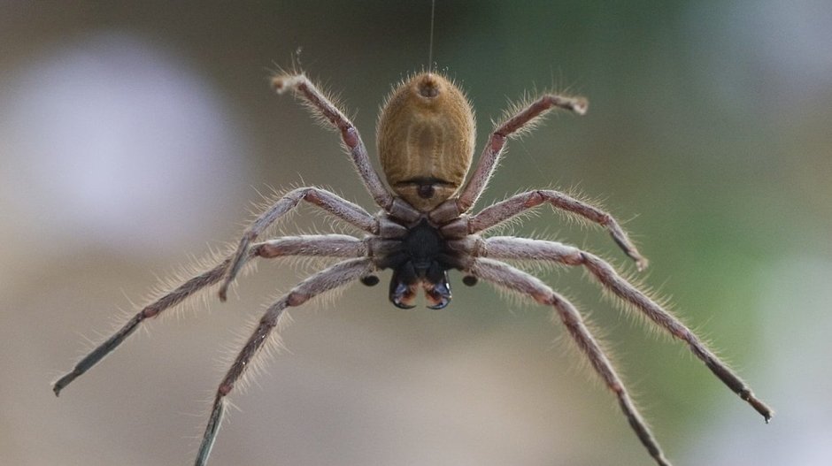 Гигантский паук Sparassidae