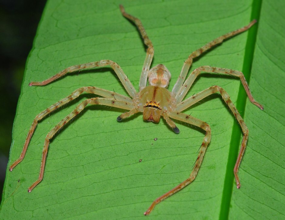 Sparassidae крабовый паук