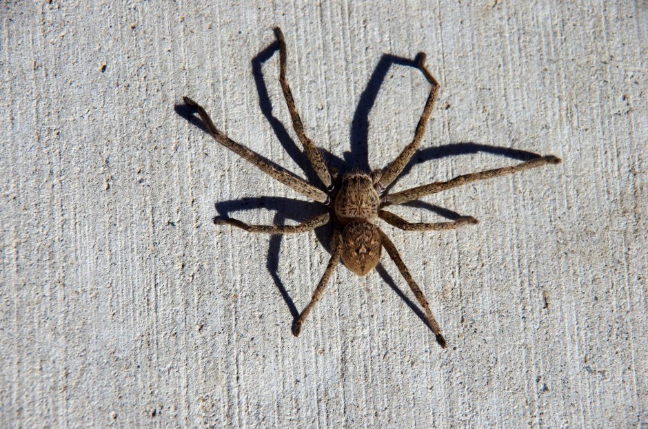 Гигантский крабовый паук heteropoda