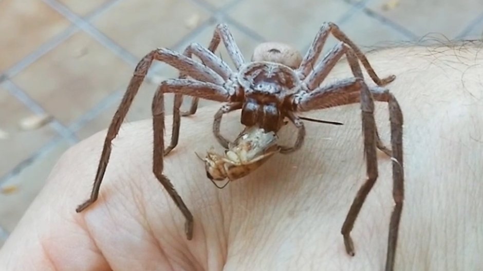 Паук-охотник (Sparassidae)