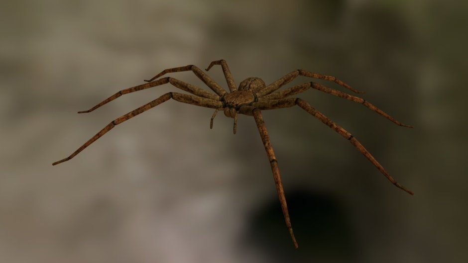 Olios argelasius