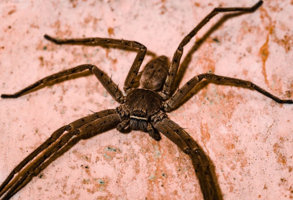 Красноспинный паук. Latrodectus hasselti