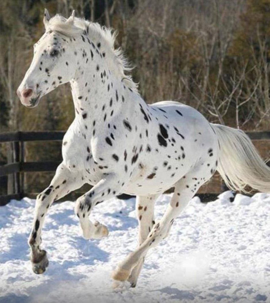 Аппалуза масть чубарая