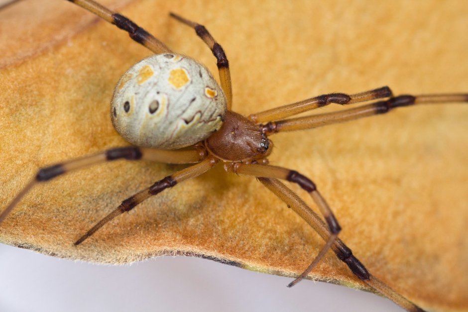 Latrodectus geometricus