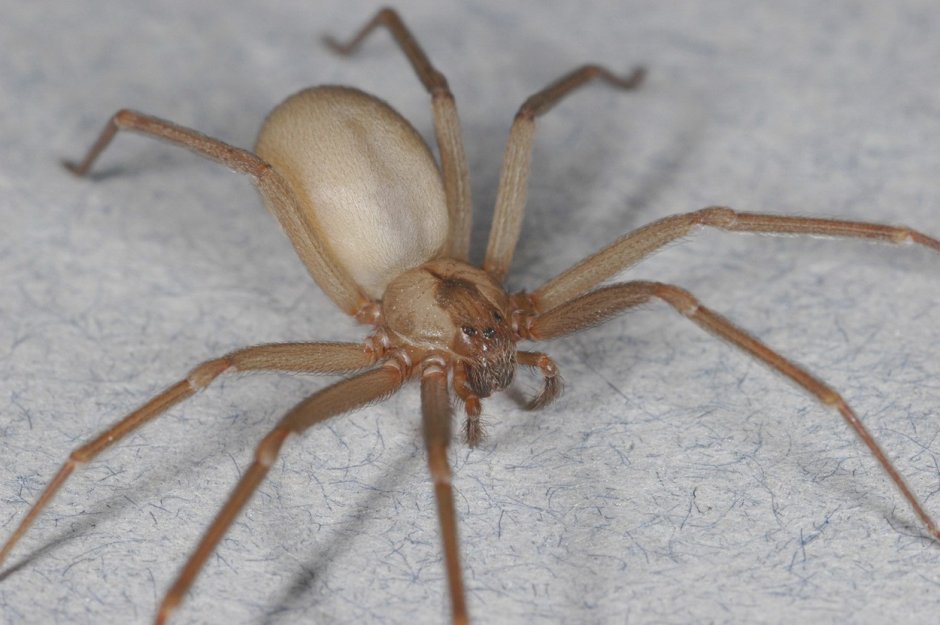 Loxosceles reclusa – паук отшельник