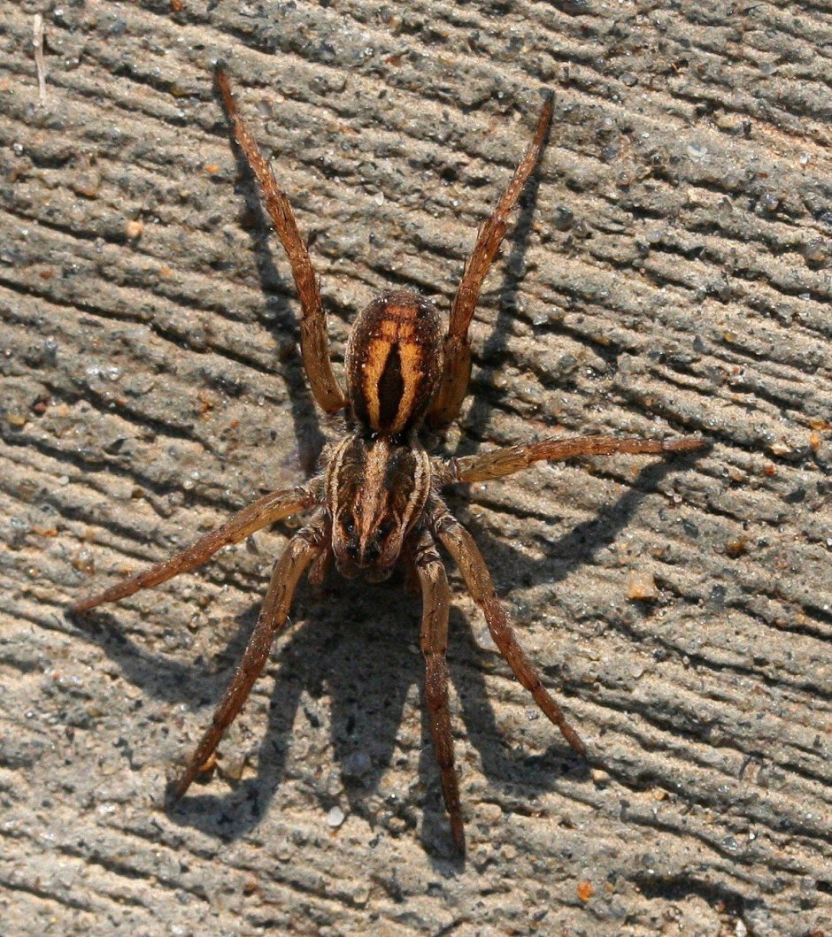 Heteropoda venatoria гетеропода венатория