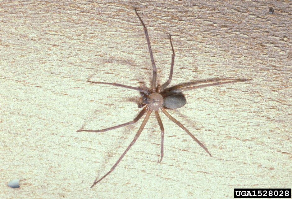 Паук Loxosceles reclusa