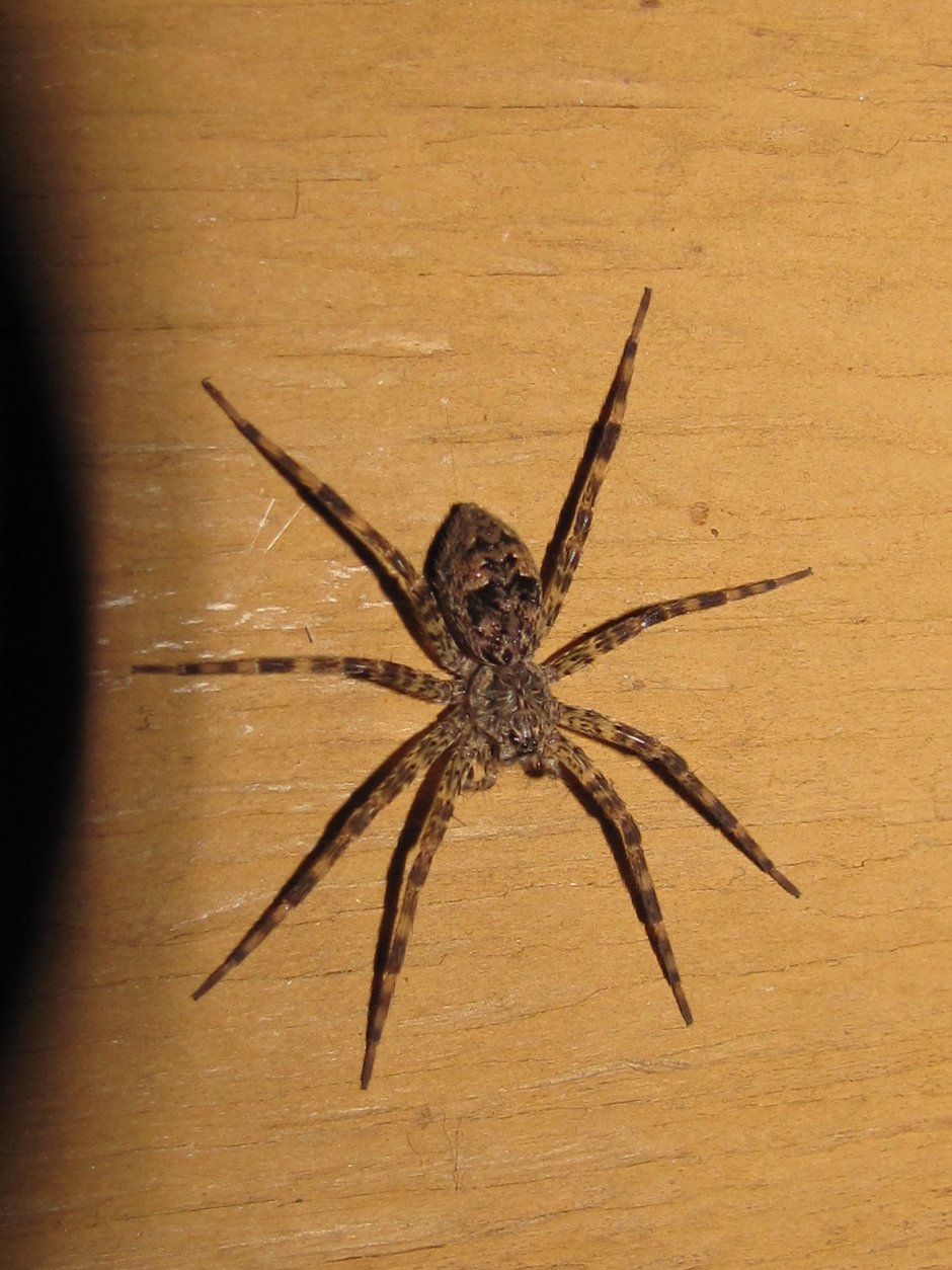 Аранеоморфные пауки Loxosceles reclusa