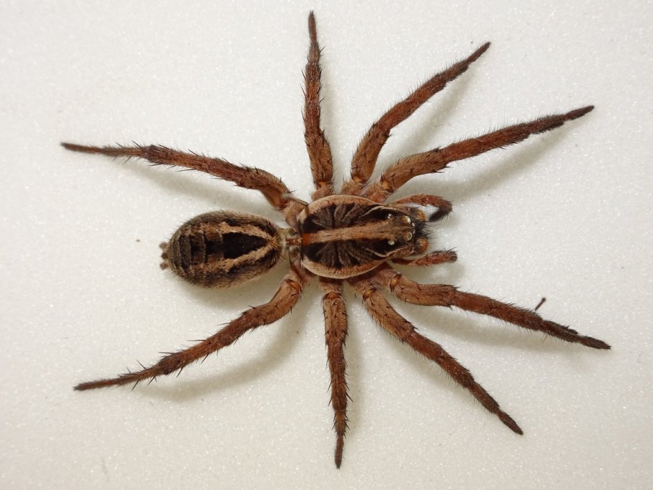 Паук Loxosceles reclusa