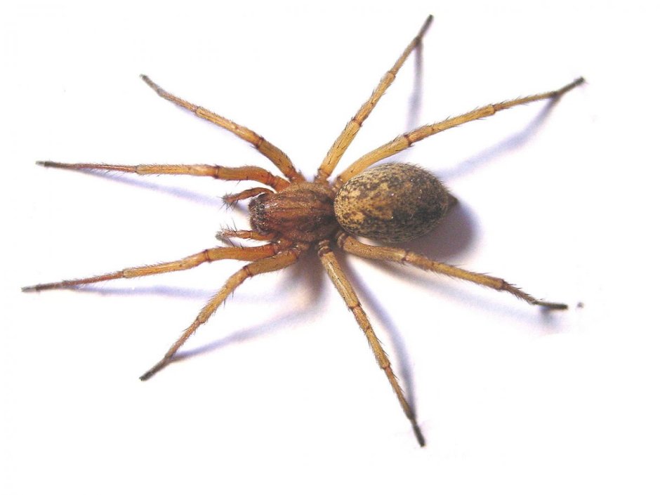 Heriaeus melloteei