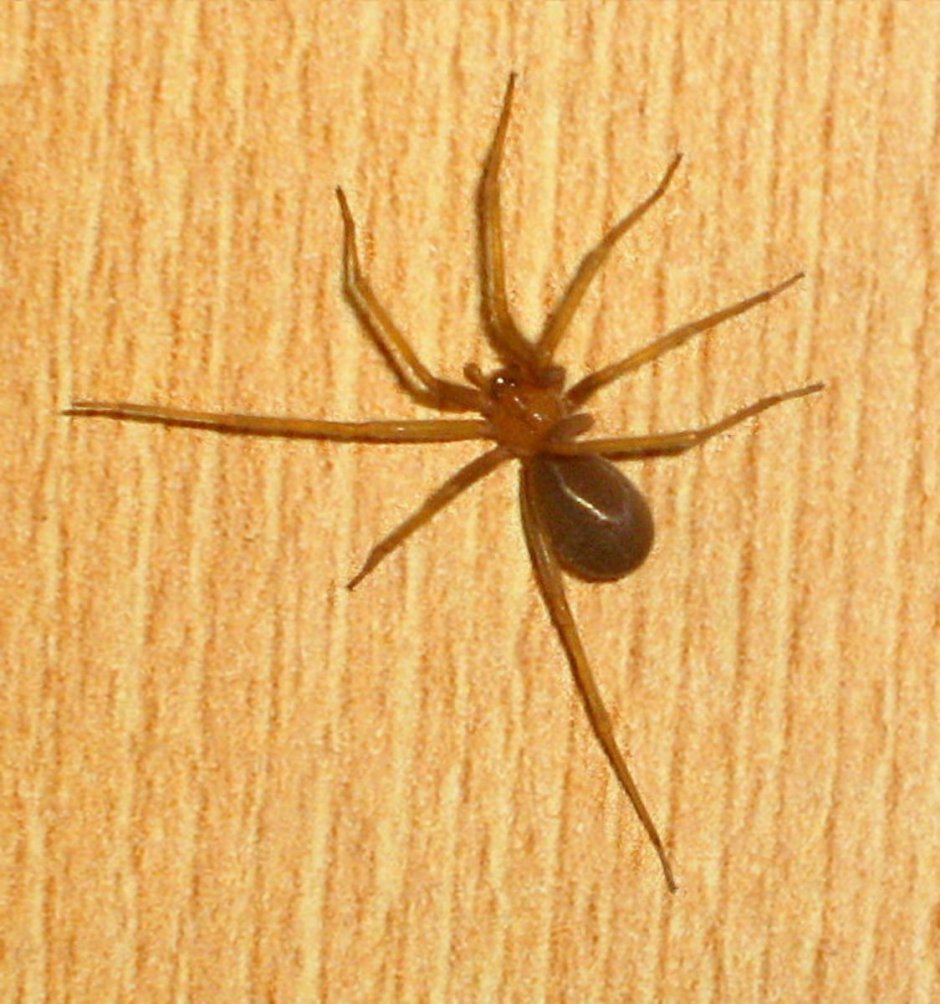 Brown Recluse паук