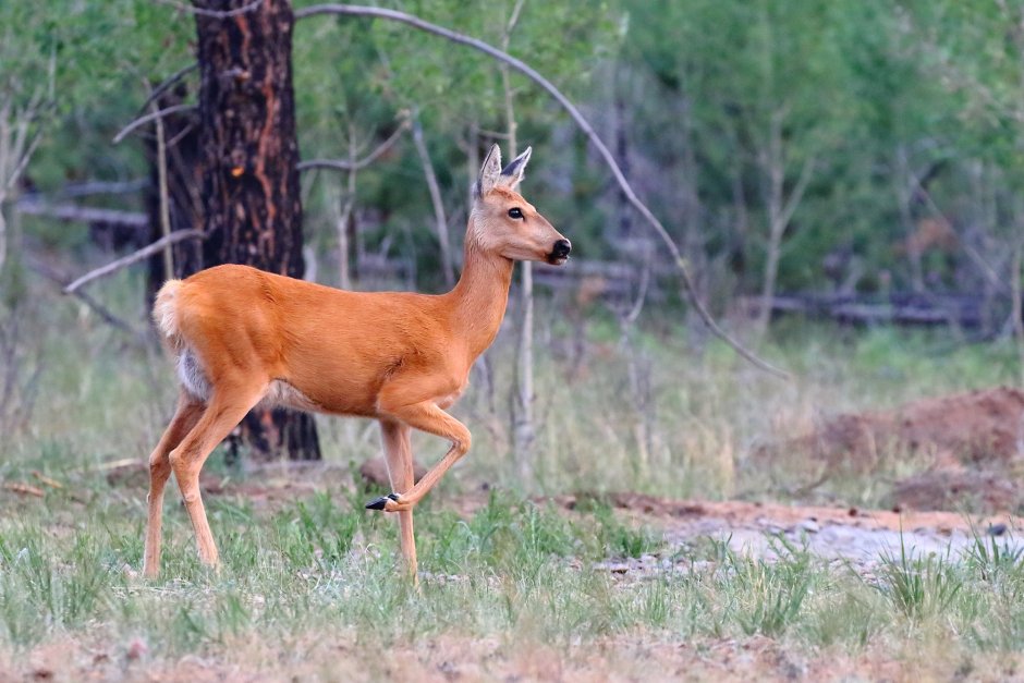 Сибирская косуля capreolus pygargus