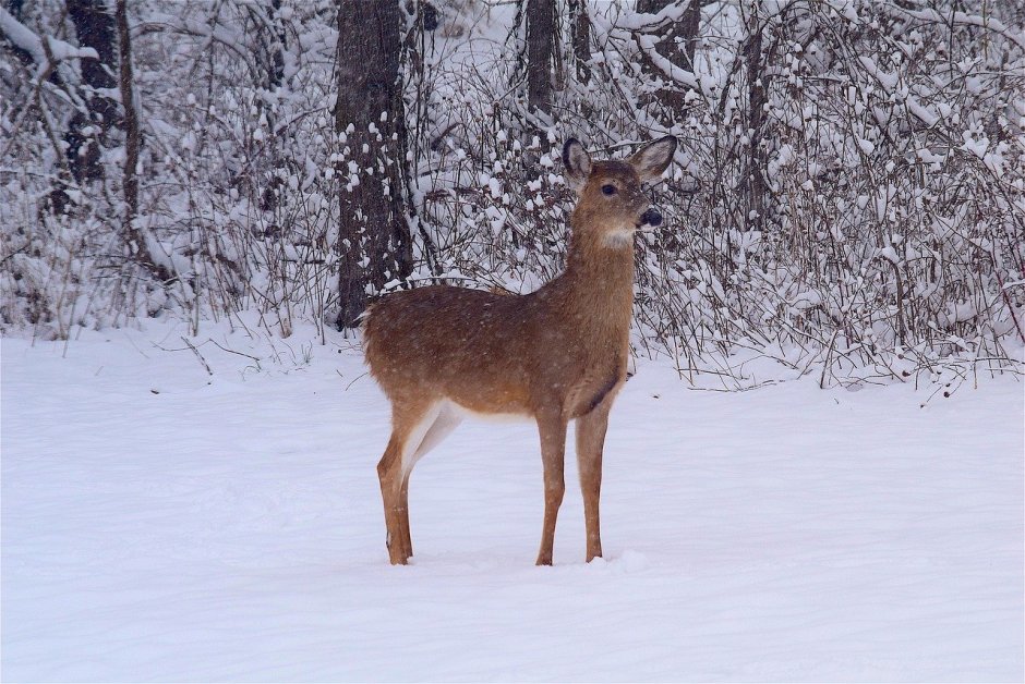 Косуля Сибирская самка