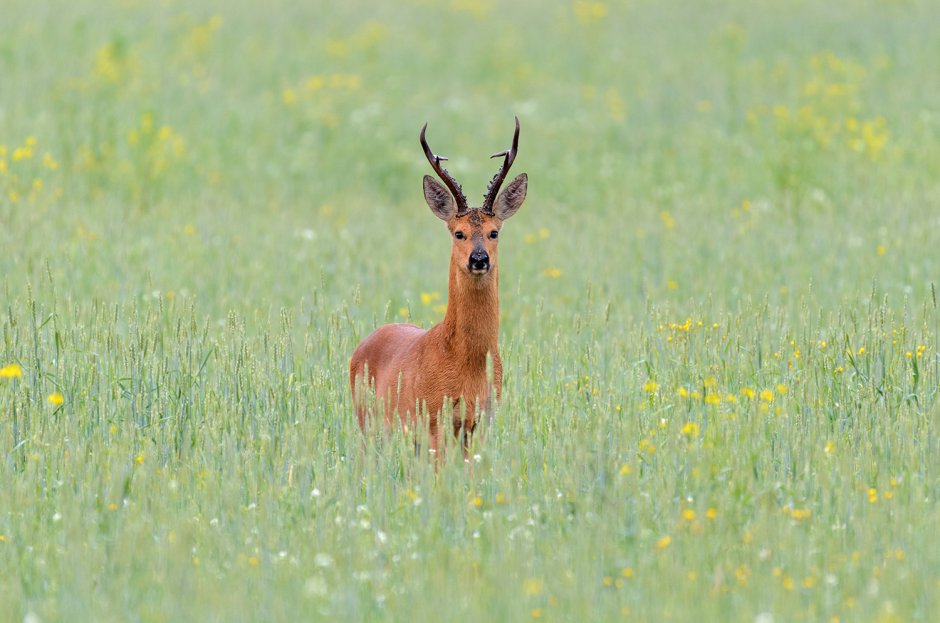 Косуля Сибирская (capreolus pygargus Pall.)