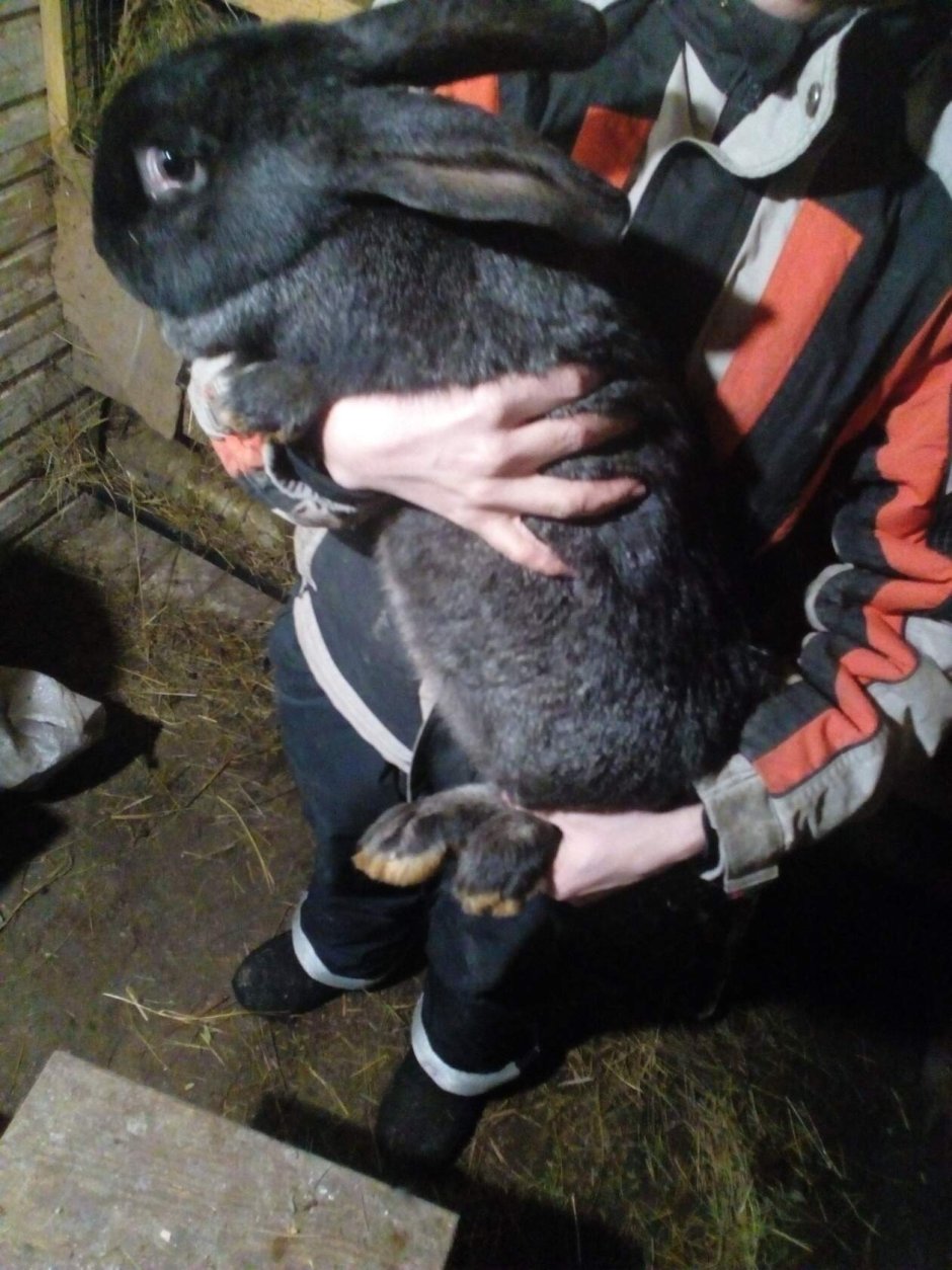 Кролик вислоухий великан черный
