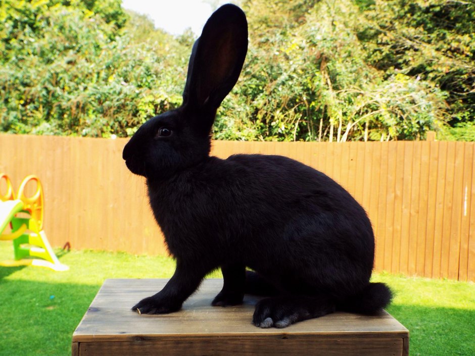Continental giant Rabbit