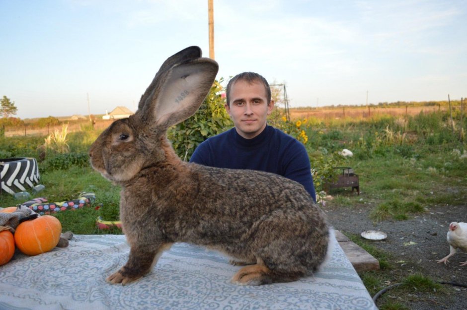 Вислоухий кролик Фландр
