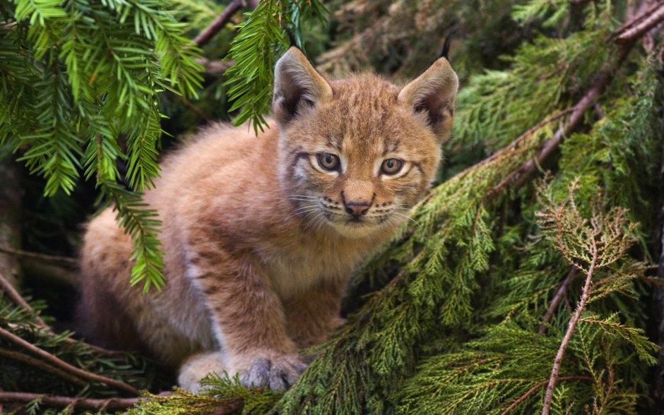 Рысь (Lynx Lynx) в дикой природе