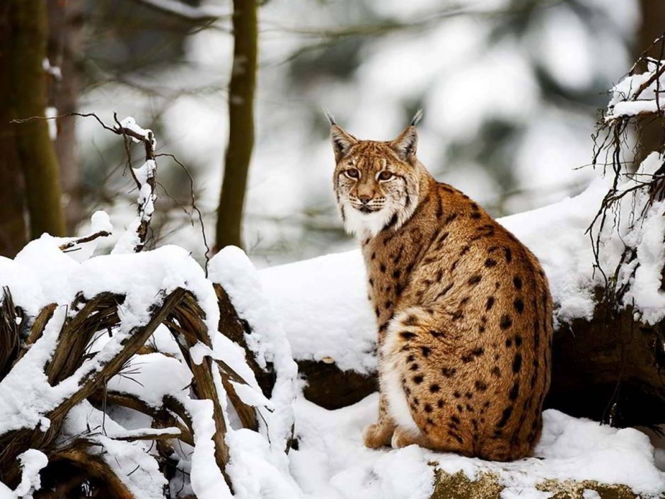 Lynx Lynx isabellinus
