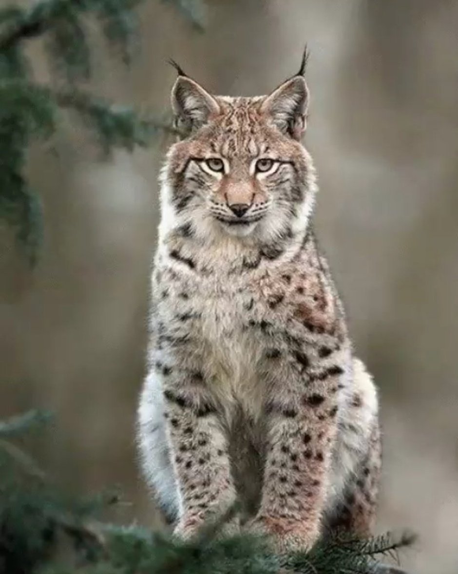 Сибирский хаски
