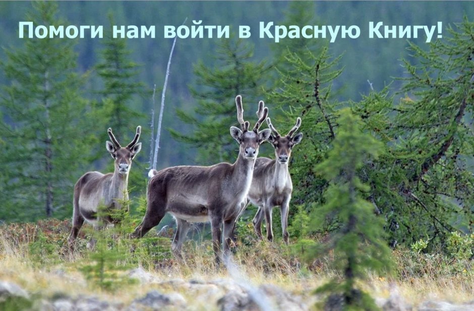 Рысь (Lynx Lynx) в дикой природе