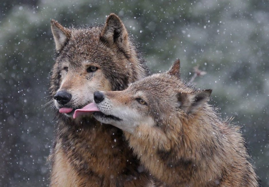 Симулятор Волков the Wolf