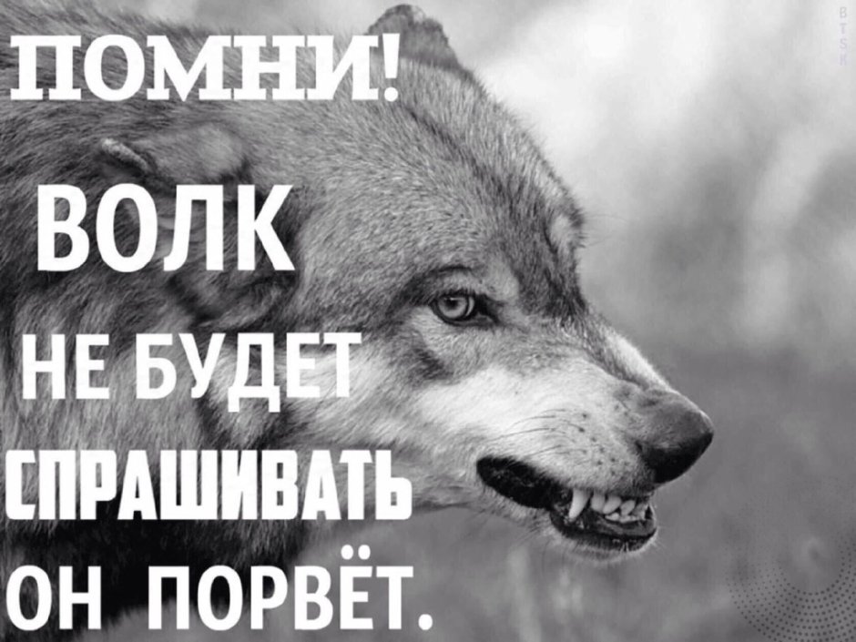 Дарья Лефлер Викинг