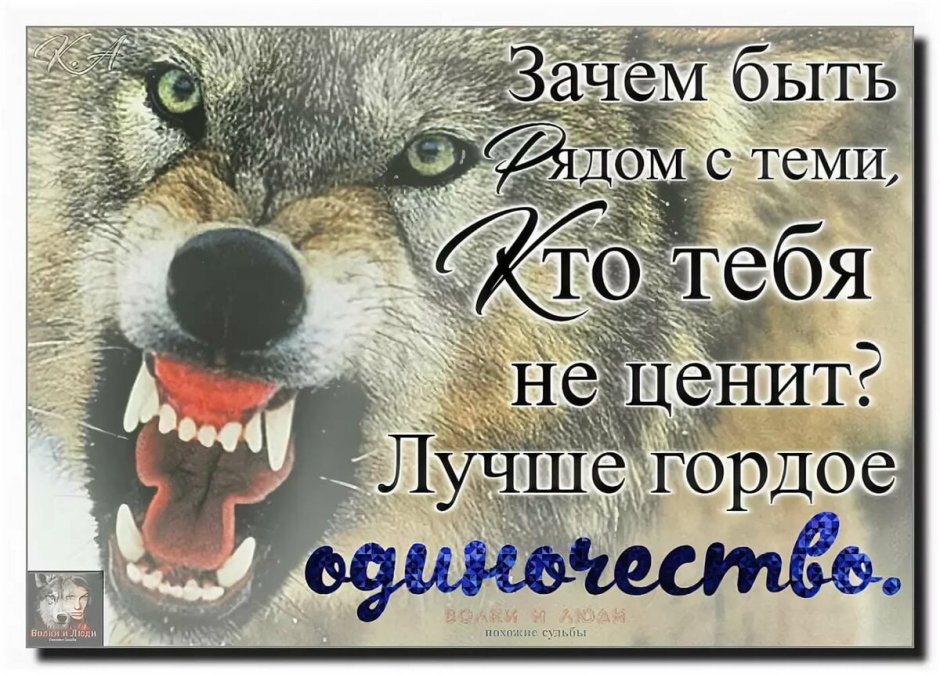 Волк зима