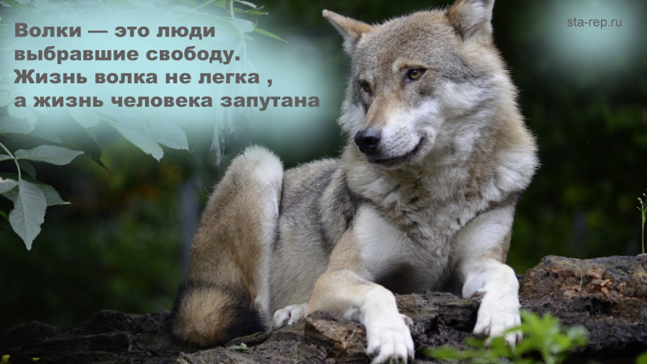 Лютый волк