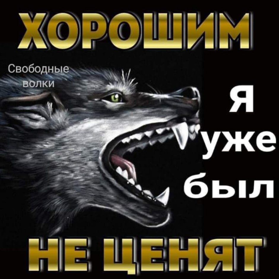 Волки в горах