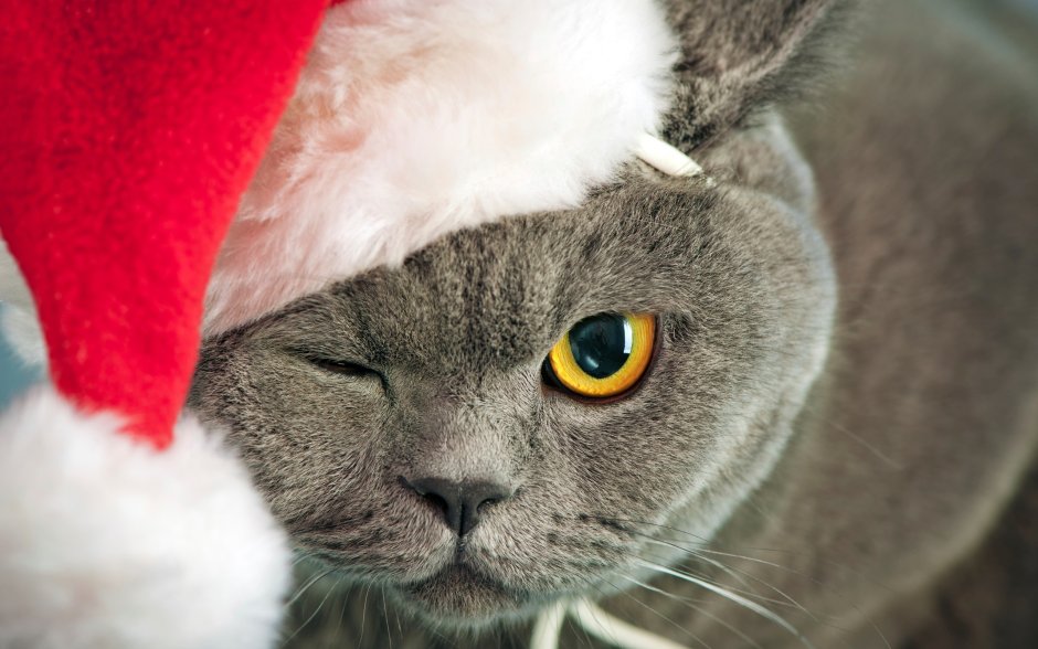 Новогодний котик