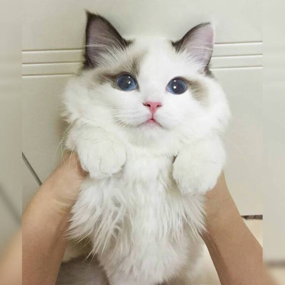 Кот с розовыми щеками