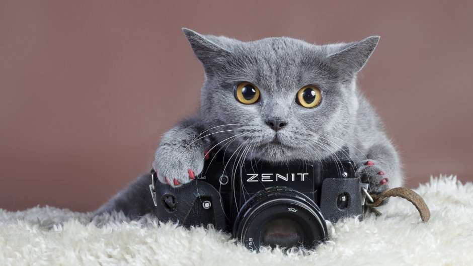 Котенок с фотоаппаратом