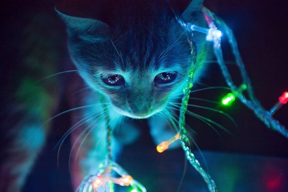 Котенок в гирлянде