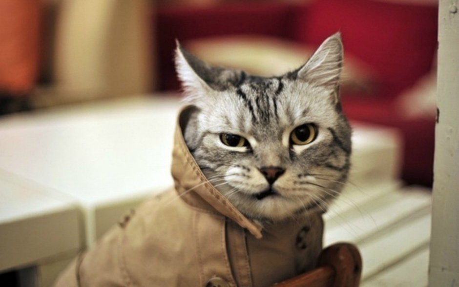 Крутые котики
