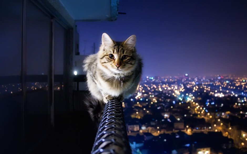 ЭПИЧНЫЙ кот