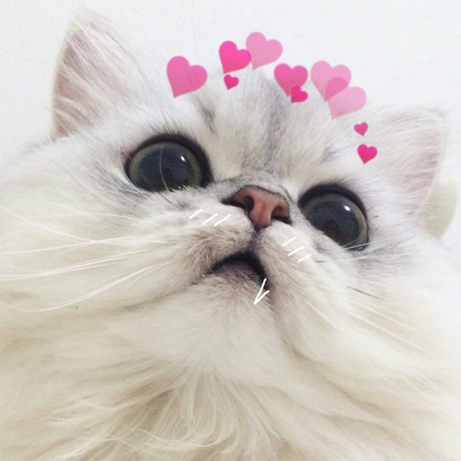 Котики с сердечками