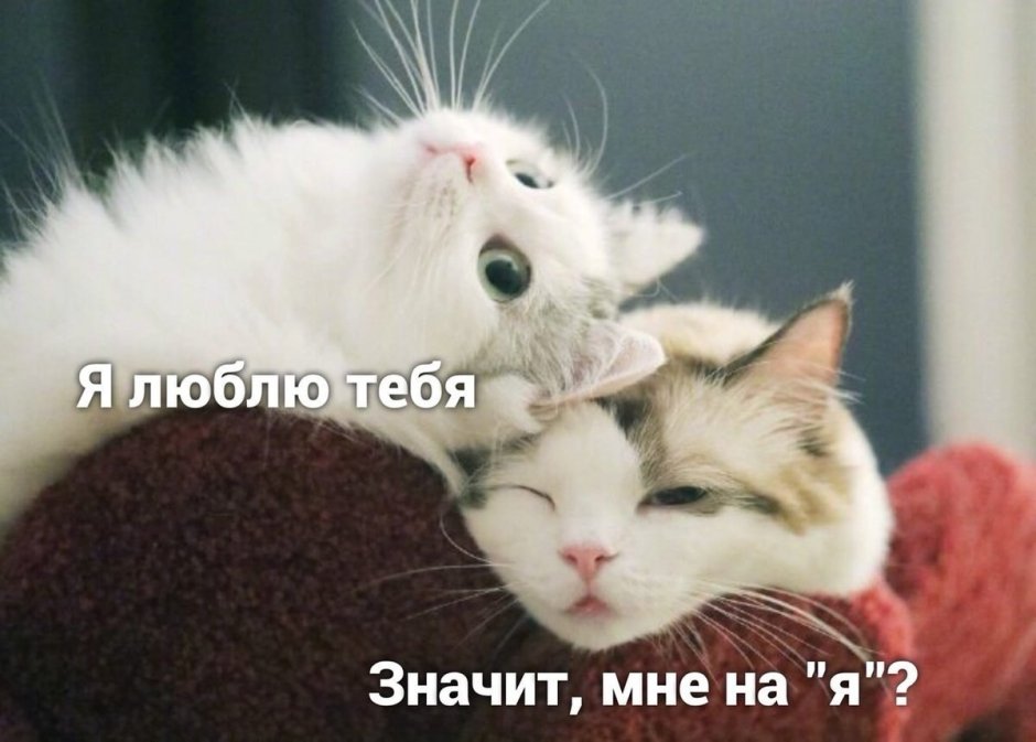 Котики обнимаются