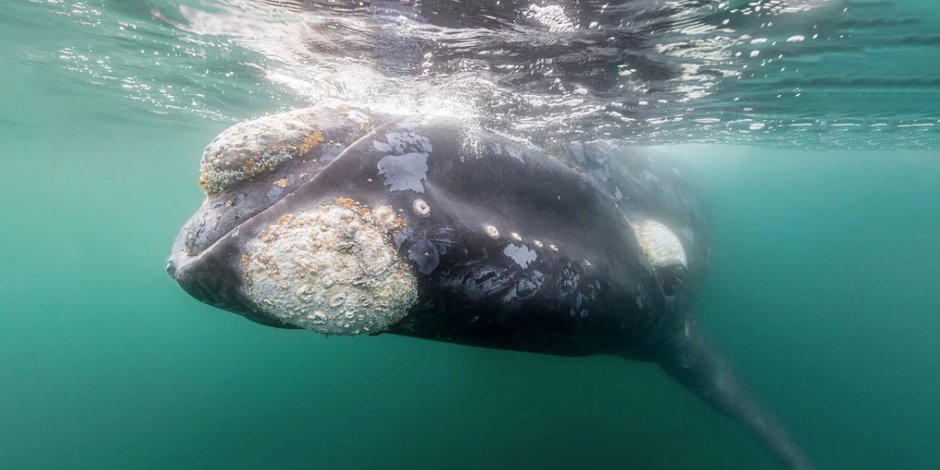 Eubalaena glacialis
