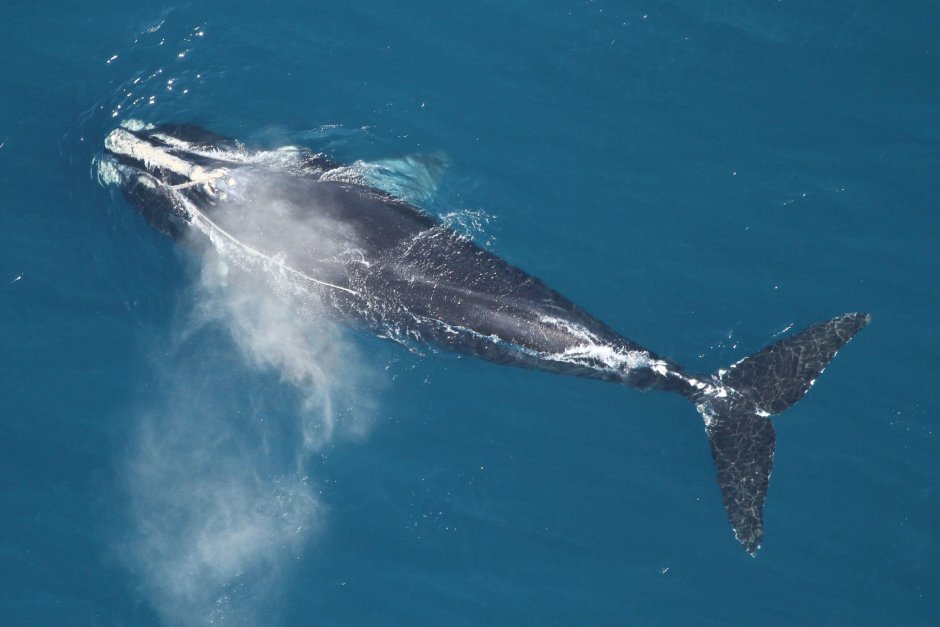 North Atlantic right Whale