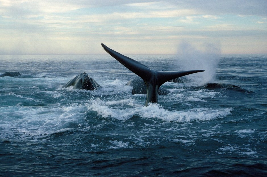 Северный гладкий кит (Eubalaena glacialis)