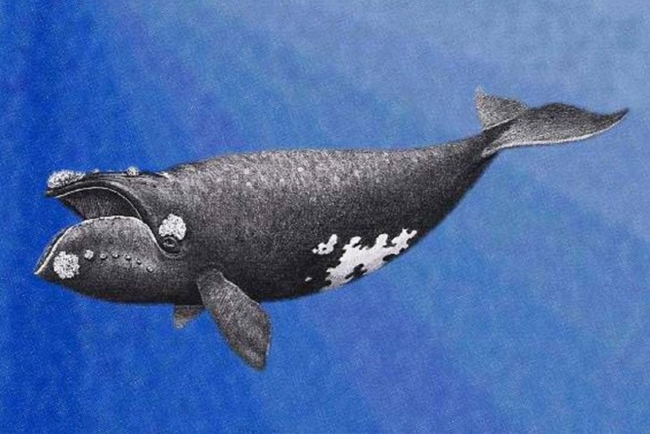 Eubalaena glacialis japonica