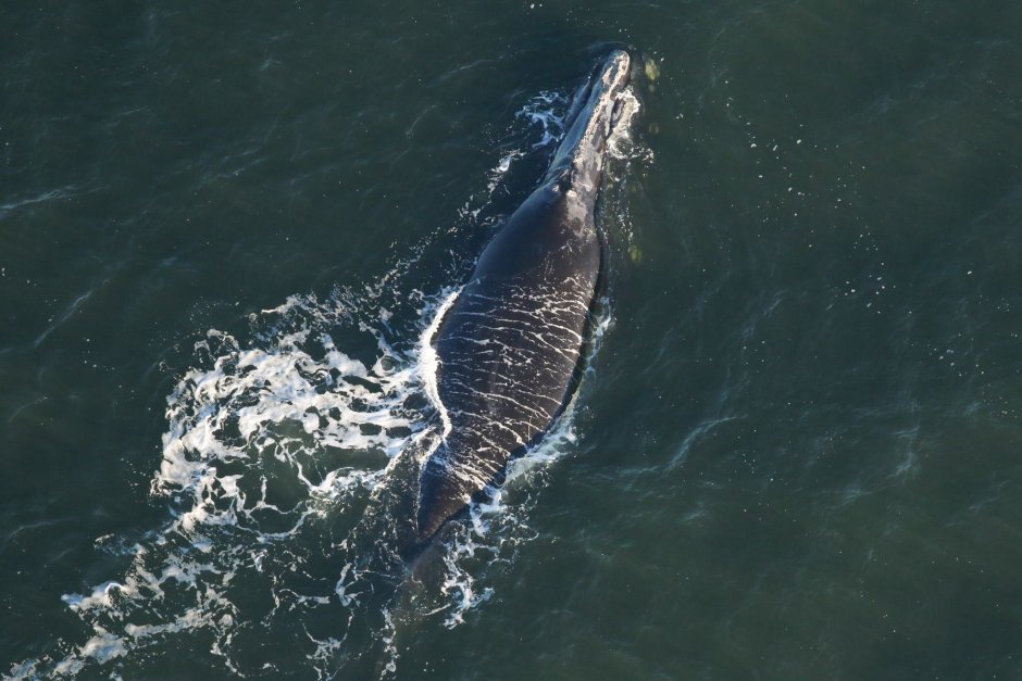 Голубой кит Balaenoptera musculus
